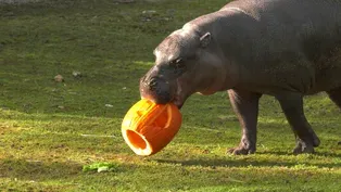 Brookfield Zoo Hippo Enjoys Halloween Treat