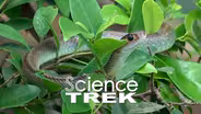 Snakes: Home Snake Home