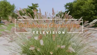 Oklahoma Gardening August 10, 2024