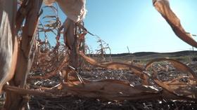 Video thumbnail: South Dakota Focus South Dakota Focus: Uncertain Bounty