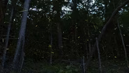 Fireflies