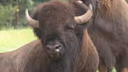 Meet a Symbol of American Resilience - Bison