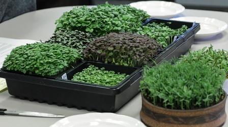 Video thumbnail: Modern Gardener Growing Microgreens and Sprouts Part 1: Getting Started