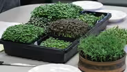 Growing Microgreens and Sprouts Part 1: Getting Started