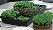 Growing Microgreens and Sprouts Part 1: Getting Started