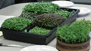 Growing Microgreens and Sprouts Part 1: Getting Started