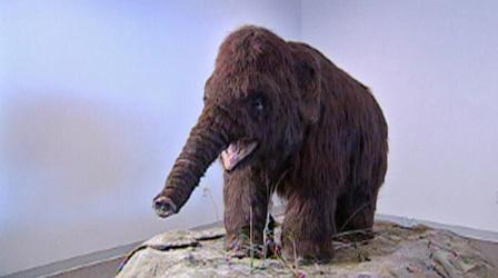 Video thumbnail: Science Trek D4K: Mammoths Video Short