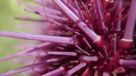 Video thumbnail: Superabundant Sea Urchin