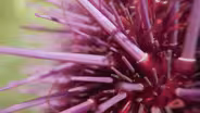 Sea Urchin | Superabundant