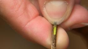 Video thumbnail: Virginia Home Grown Plants Benefit from Rainwater