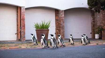 Video thumbnail: Wild Metropolis A Waddle of Penguins Head Into Cape Town