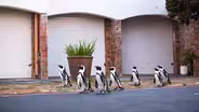 A Waddle of Penguins Head Into Cape Town