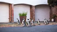 A Waddle of Penguins Head Into Cape Town