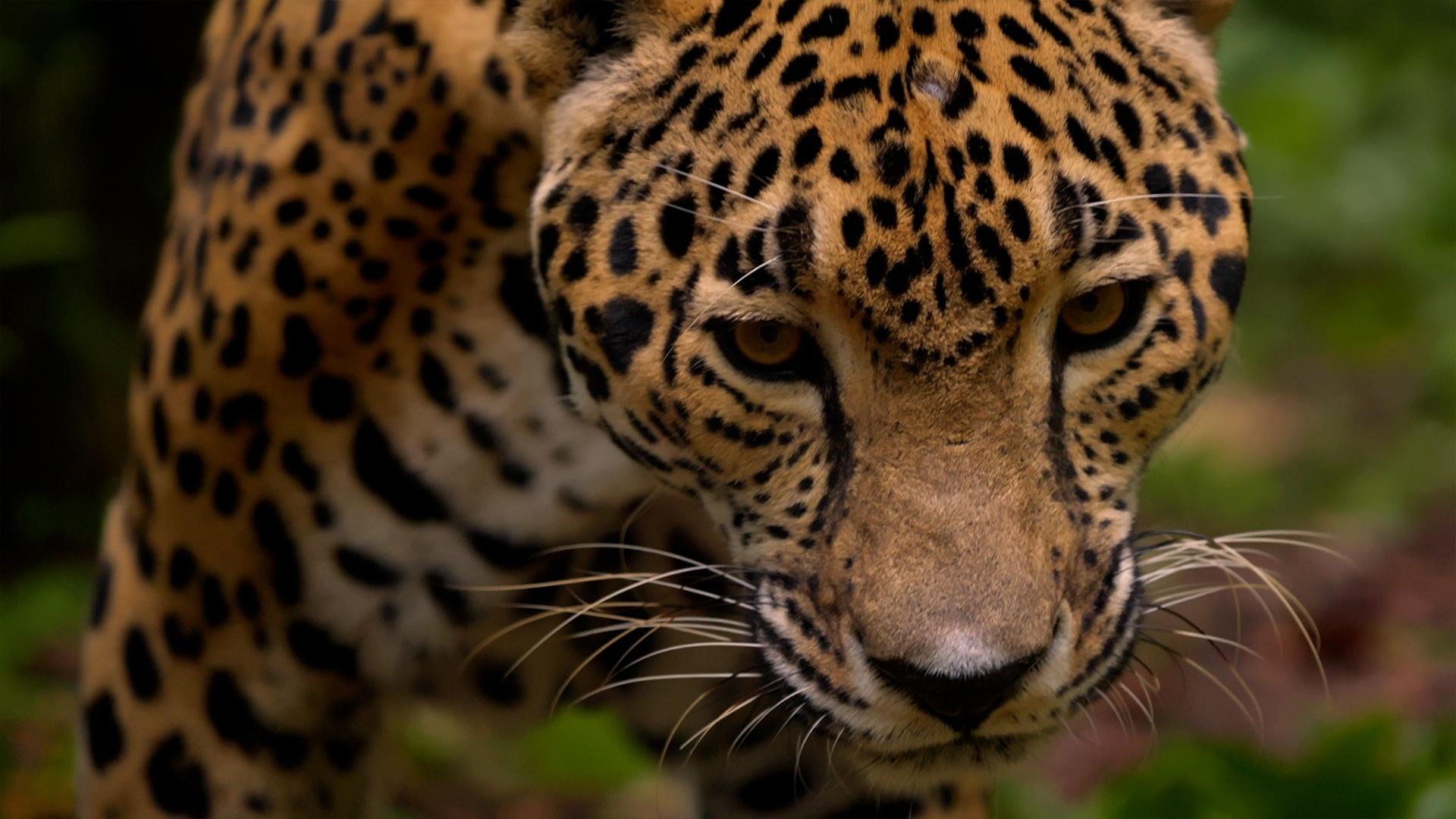 Jaguar Passage | WILD HOPE