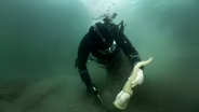 Diving for Geoduck, the World’s Largest Clam