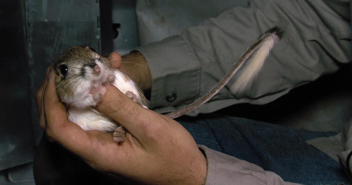 Texas Parks and Wildlife Kangaroo Rats, an Outdoor Writer & Saving Bats Season 27 Episode