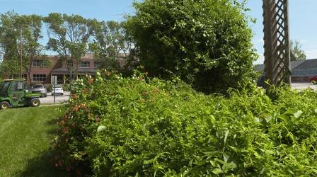 Video thumbnail: Backyard Farmer Backyard Farmer: Fungicides and Vine Control