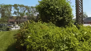 Backyard Farmer:  Fungicides and Vine Control
