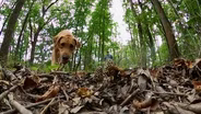 Wilson’s Dog Training: Morel Dogs