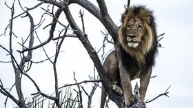 Video thumbnail: Nature Okavango: River of Dreams - Episode 2: Limbo