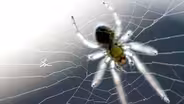 Is a Spider's Web a Part of Its Mind?