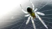 Is a Spider's Web a Part of Its Mind?