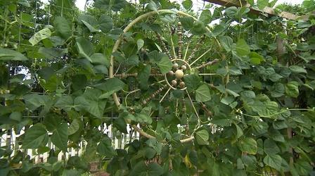 Video thumbnail: Volunteer Gardener Volunteer Gardener 3022