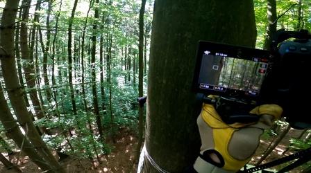 Video thumbnail: Nature Filmmakers Travel to Poland to Capture "Coolest" Woodpeckers