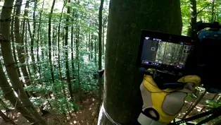 Filmmakers Travel to Poland to Capture "Coolest" Woodpeckers