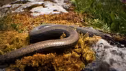 The Slow Worm Is Not a Worm