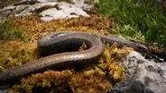 The Slow Worm Is Not a Worm