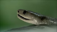 Black Mamba
