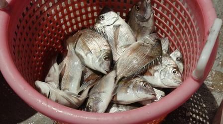 Video thumbnail: Rhode Island PBS Weekly Green Seeker: Fish and Fahrenheit