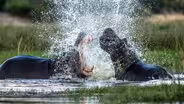 Hippos Fight Over Territory