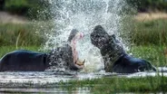 Hippos Fight Over Territory