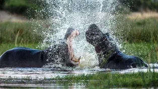 Hippos Fight Over Territory