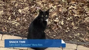Feral Cats in Chicago Aren't Eating A Lot of Rats: Study