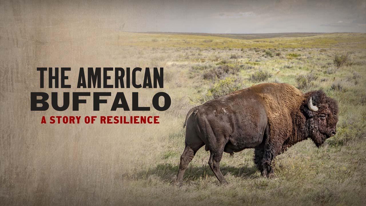 The American Buffalo: A Story of Resilience
