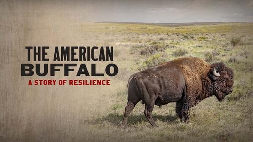 The American Buffalo : The American Buffalo: A Story of Resilience