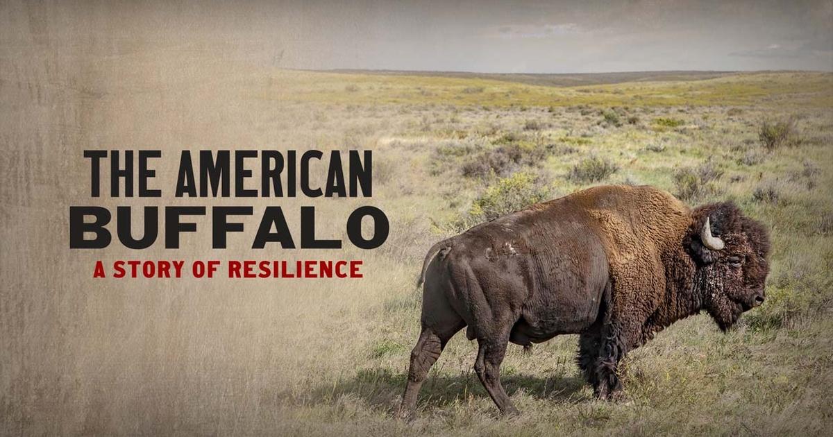 The American Buffalo The American Buffalo A Story of Resilience KPBS