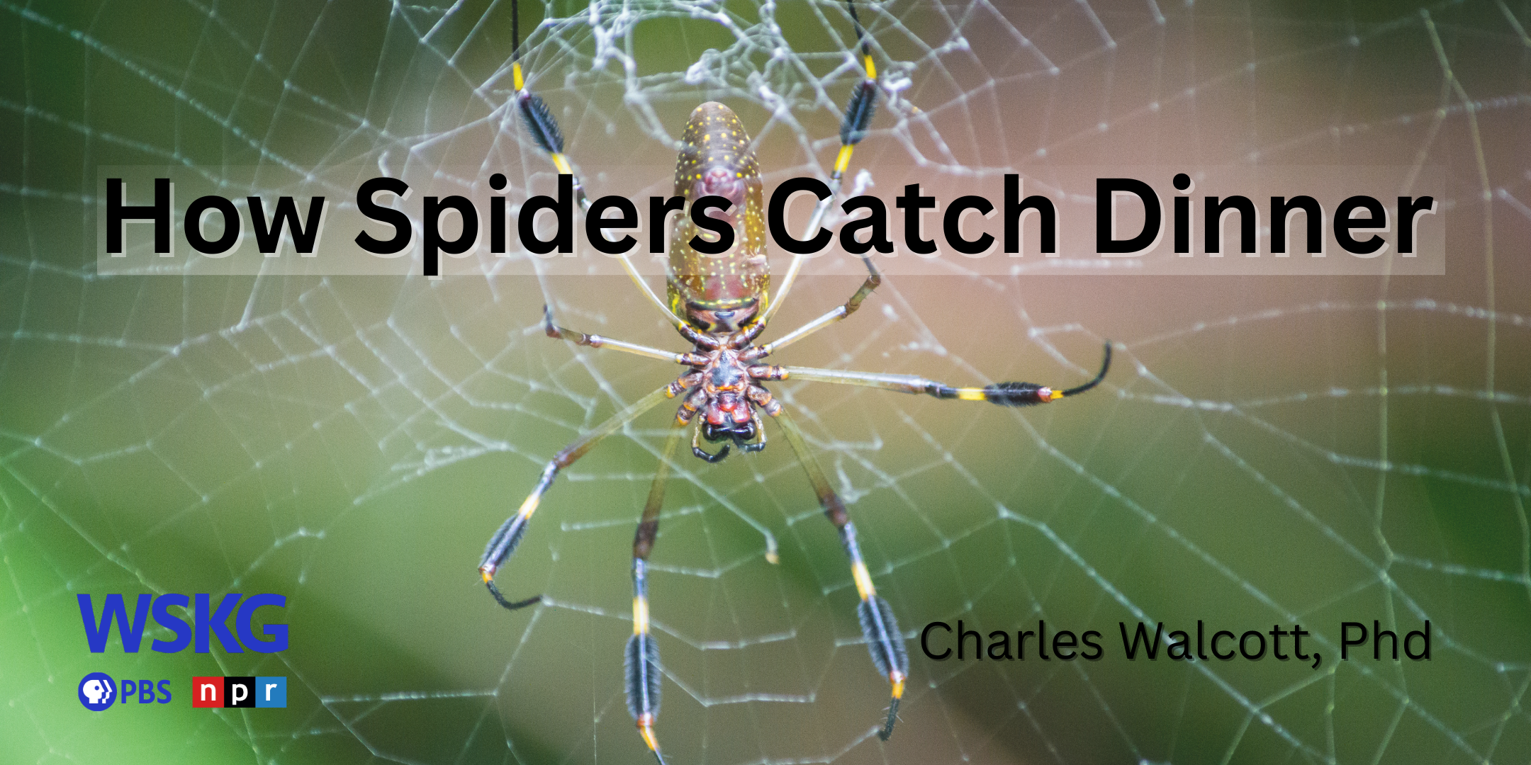 How do spiders avoid getting tangled in their own webs?