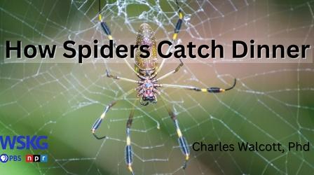 Video thumbnail: Science Pub How Spiders Catch Dinner