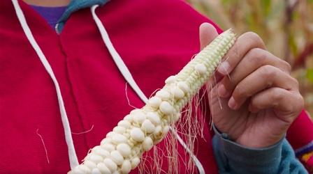 Video thumbnail: Wisconsin Foodie Oneida White Corn