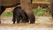 Elephant Mom Saves Baby From Flood