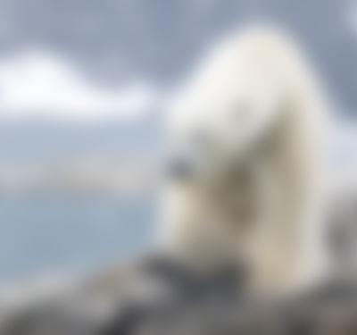 Wild Scandinavia