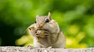 Chipmunk Showdown