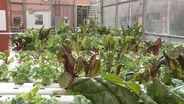Hospital greenhouse grows healthy food for community