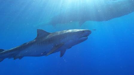 Video thumbnail: Nature Preview of Sharks of Hawaii