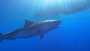 Preview of Sharks of Hawaii