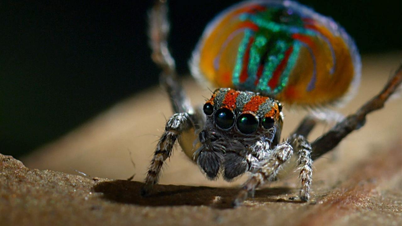 Peacock spiders sometimes wear water droplets as hat to impress